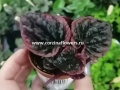 Пеперомия суккулент Пеперомия суккулент