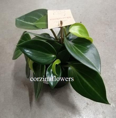 Пеперомия Макулоза KR1495 Пеперомия Макулоза KR1495 купить в Москве