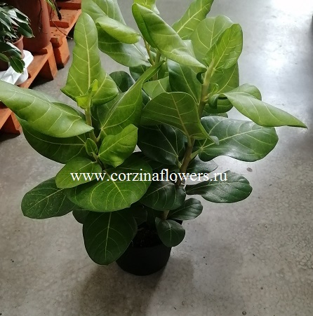 Фикус бенгальский Саншайн 50-60 см KR1079 Фикус бенгальский Саншайн 50-60 см KR1079 купить в Москве