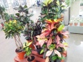 Кротон или Кодиеум Кротон или Кодиеум