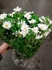 Майские праздники (День Победы) Майские праздники (День Победы)