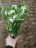 Дицентра (разбитое сердце) срезка Дицентра (разбитое сердце) срезка