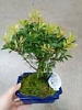 Бонсай Мирт, Сизигиум Бонсай Мирт, Сизигиум