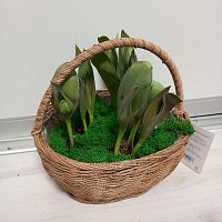 Тюльпаны живые в коричневой корзине подарочные KM1058 купить в Москве