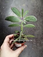 Крестовник Толстоватый Senecio Crassissimus суккулент KR1072 купить в Москве
