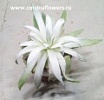 Дудлея суккулен Дудлея суккулен