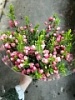 Миртус срезка Миртус срезка