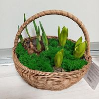 Первоцветы в Коричневой корзине KM1057 купить в Москве