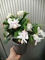Декабрист (шлюмбергия) кудрявая белая KR2192 купить в Москве