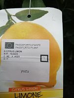 Цитрофортунелла Лимон Yuzu штамбовая KR3228 купить в Москве