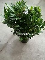 Лавр Нобилис куст 40-60 см KR2323 купить в Москве