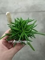 Сенецио (Крестовник) Гималаи KR1999 купить в Москве