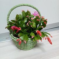 Зигокактусы в зеленой корзине подарочные KM1203 купить в Москве