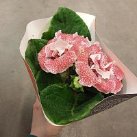 Синнингия (глоксиния) махровая белая в розовые крапушки DZ816 купить в Москве