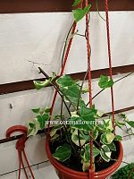 Сенецио Макроглоссус подвесное KR760 купить в Москве