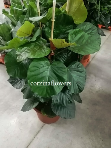 Фикус Умбуллата 130-150 см KR1403 Фикус Умбуллата 130-150 см KR1403 купить в Москве