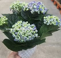 Гортензия Курли Вурли в кашпо Дуня KM298 купить в Москве