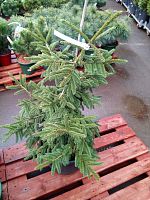 Ель восточная Саммерголд саженцы OG1447 купить в Москве