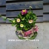 Маргаритки подарочные Маргаритки подарочные