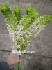 Эукомис (ананасная лилия) срезка Эукомис (ананасная лилия) срезка