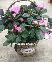 Азалия в кашпо Flowers KM121 купить в Москве