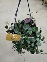 Сенецио миканоидес подвесной KR724 купить в Москве