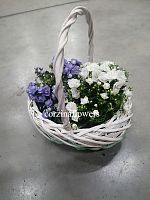 Кампанула микс в корзине Белый Ментол KM478 купить в Москве