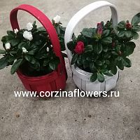 Азалия в кашпо красное, белое KM116 купить в Москве