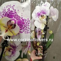 Орхидея фаленопсис Биг лип Филип Трейси 2 ст каскад О151 купить в Москве