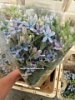 Оксипеталум срезка Оксипеталум срезка