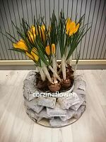 Крокусы в кашпо Мидель KM621 купить в Москве