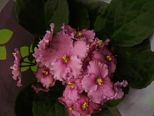 Сенполия (фиалка) розовая кудрявая DZ746 купить в Москве