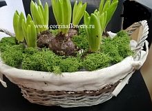 9  гиацинтов в корзине Прованс KM258 купить в Москве