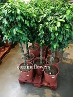 Фикус колумнар штамбовый 130-140см KR2065 купить в Москве