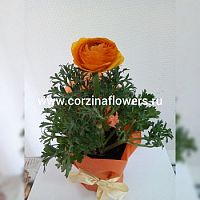 Ранункулус лютик оранжевый подарочный KM210 купить в Москве