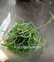 Церопегия Линеарис (Стринг оф Нидлс) KR2104 купить в Москве