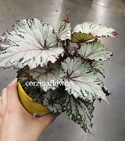Бегония рекс 1463 KR1463 купить в Москве