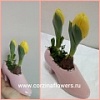 Тюльпаны луковичные подарочные Тюльпаны луковичные подарочные