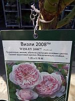 Роза парковая Визли 2008 саженец OG1034 купить в Москве