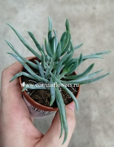 Сенецио Серпенс Минор суккулент KR1145 купить в Москве