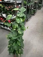 Эпипремнум Ауреум на решетке 110-120см KR3037 купить в Москве