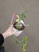 Геррардантус Макроризус суккулент. KR1275 купить в Москве