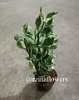 Педилантус суккулент Педилантус суккулент