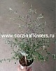 Корокия в горшке Корокия в горшке