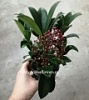 Скимия в горшке Скимия в горшке