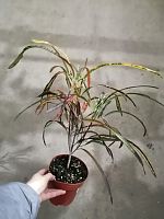Кротон (Кодиеум) Занзибар 30-40см KR3275 купить в Москве