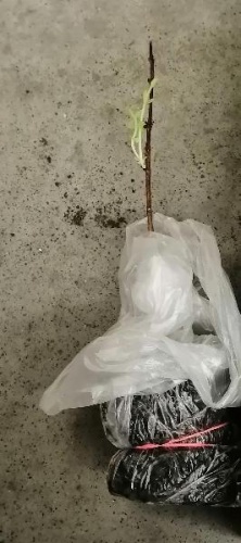 Жимолость камчатская Омега саженец OG138 купить в Москве
