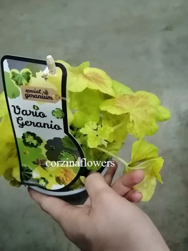 Пеларгония Йеллоу Вариегата DZ332 купить в Москве