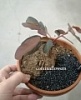 Филлантус каудексный суккулент Филлантус каудексный суккулент