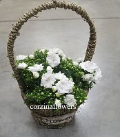 Кампанула в корзине Flowers KM451 купить в Москве